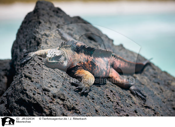 Meerechse / marine iguana / JR-02634