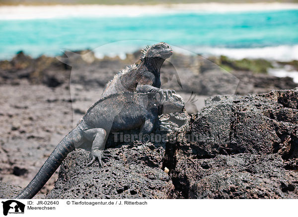 Meerechsen / marine iguanas / JR-02640