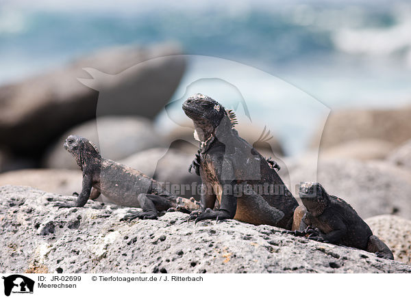 Meerechsen / marine iguanas / JR-02699