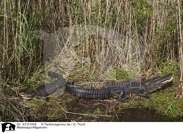 Mississippi-Alligatoren / Mississippi Alligator / AT-01009