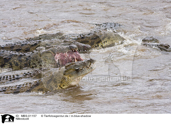 Nilkrokodil / Nile crocodile / MBS-01157