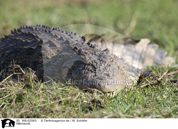 Nilkrokodil / Nile crocodile / WS-02583