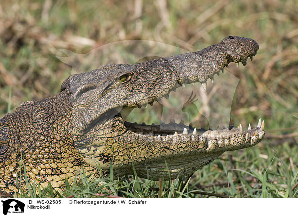 Nilkrokodil / Nile crocodile / WS-02585