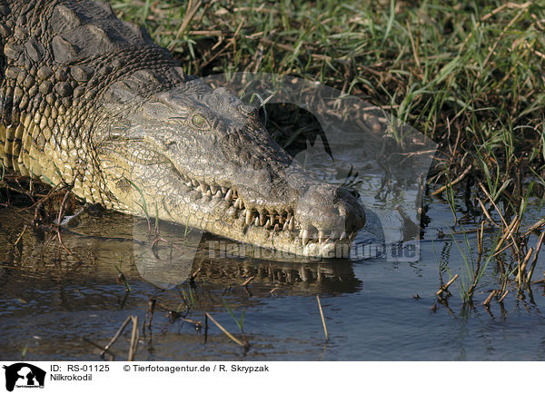 Nilkrokodil / Nile crocodile / RS-01125