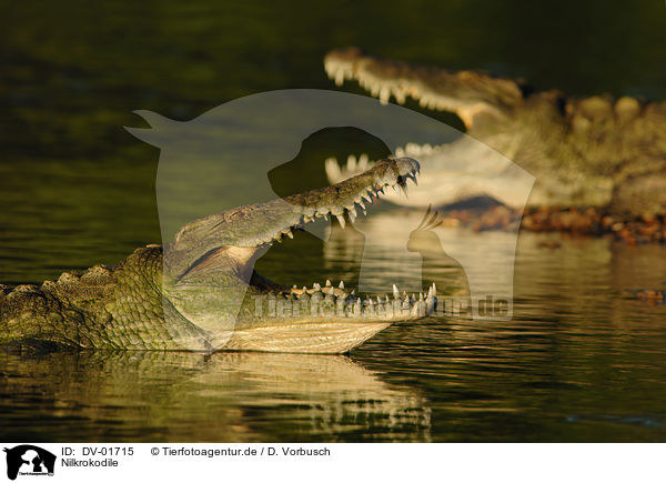 Nilkrokodile / Nile crocodile / DV-01715