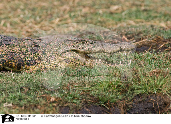 Nilkrokodil / Nile crocodile / MBS-01881