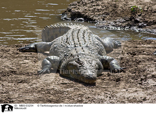 Nilkrokodil / Nile crocodile / MBS-03254