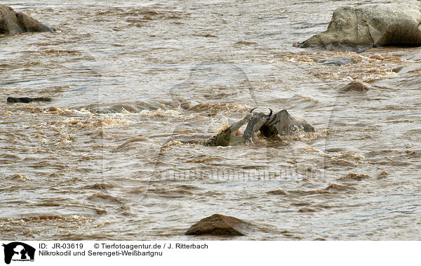 Nilkrokodil und Serengeti-Weibartgnu / Nile crocodile and western white-bearded wildebeest / JR-03619