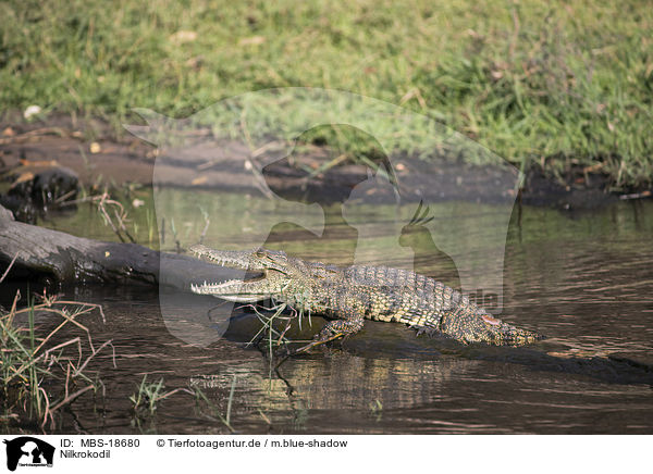 Nilkrokodil / Nile crocodile / MBS-18680