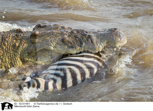 Nilkrokodil ttet Zebra / IG-01461