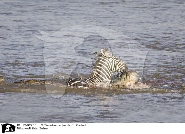 Nilkrokodil ttet Zebra / Nile Crocodile kills Zebra / IG-02705