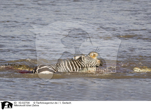 Nilkrokodil ttet Zebra / Nile Crocodile kills Zebra / IG-02708