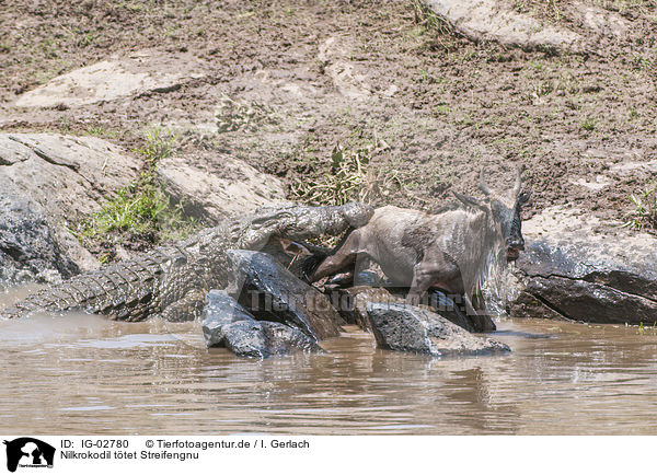 Nilkrokodil ttet Streifengnu / Nile Crocodile kills Blue Wildebeest / IG-02780