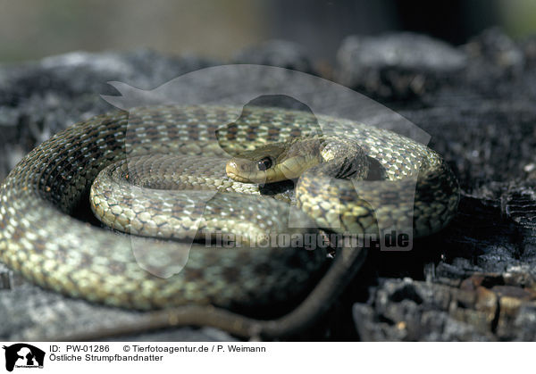 stliche Strumpfbandnatter / Eastern Garter Snake / PW-01286