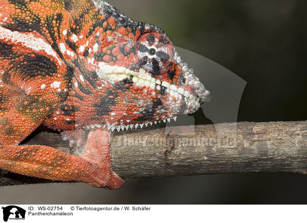 Pantherchamleon / panther chameleon / WS-02754