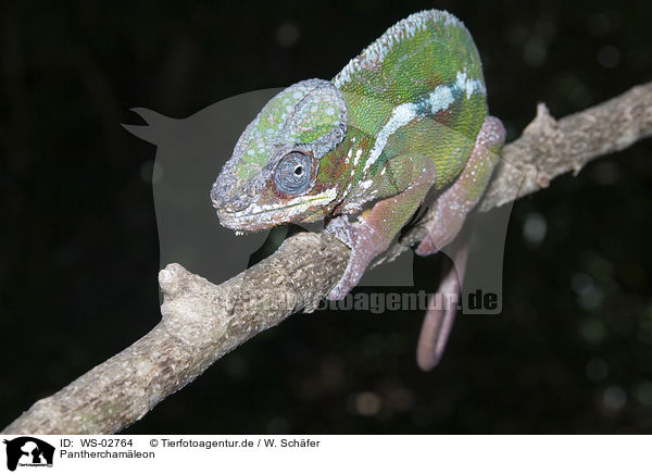 Pantherchamleon / panther chameleon / WS-02764