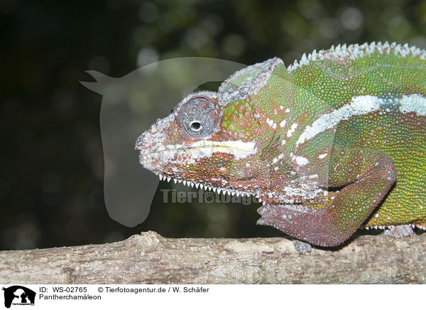 Pantherchamleon / panther chameleon / WS-02765