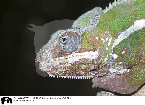 Pantherchamleon / panther chameleon / WS-02767