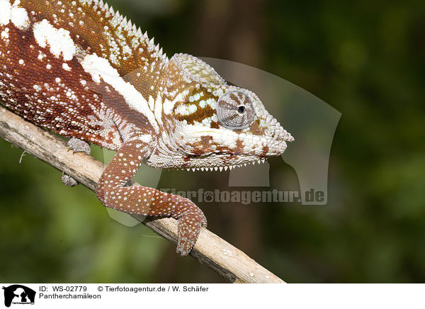 Pantherchamleon / panther chameleon / WS-02779