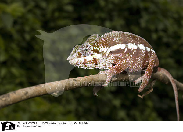 Pantherchamleon / panther chameleon / WS-02783