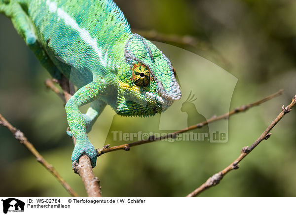 Pantherchamleon / panther chameleon / WS-02784