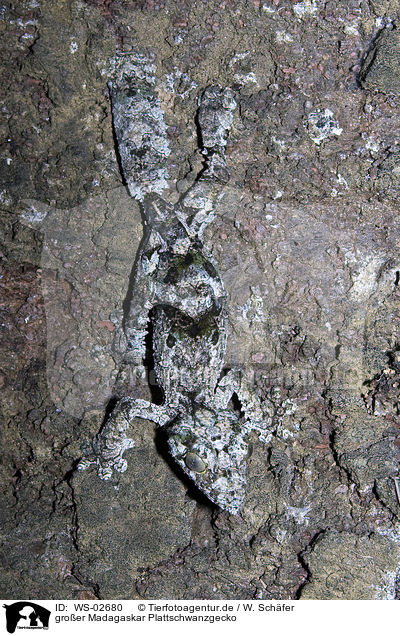 groer Madagaskar Plattschwanzgecko / big madagascar leaf-tailed gecko / WS-02680