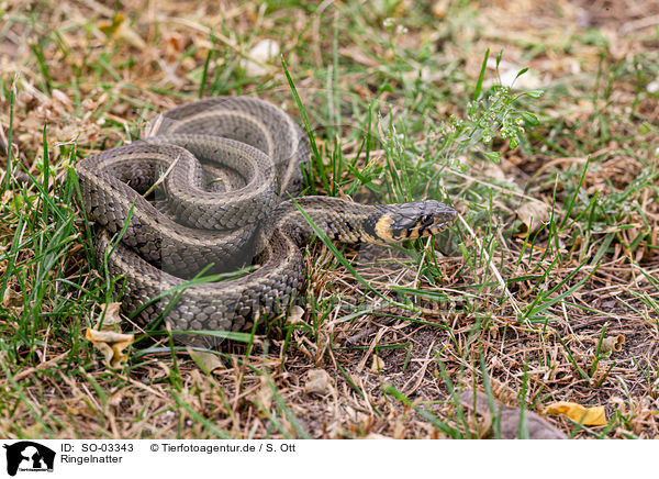 Ringelnatter / ring snake / SO-03343