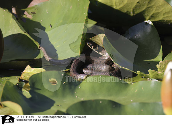 Ringelnatter auf Seerose / Grass snake on water lily / FF-11659