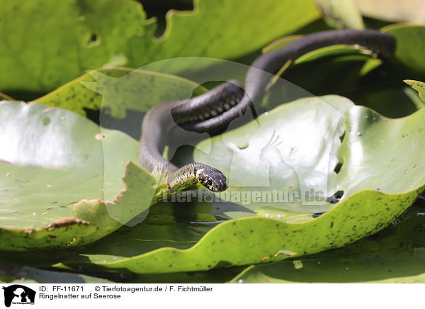 Ringelnatter auf Seerose / Grass snake on water lily / FF-11671