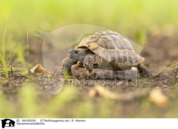 Vierzehenschildkrte / Russian tortoise / AH-08304