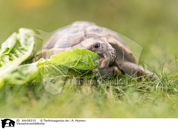 Vierzehenschildkrte / Russian tortoise / AH-08310