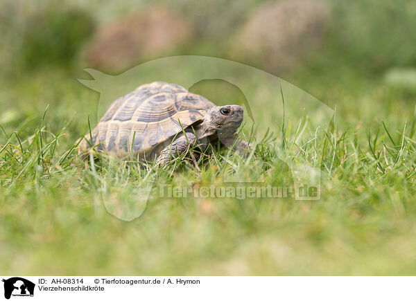 Vierzehenschildkrte / Russian tortoise / AH-08314