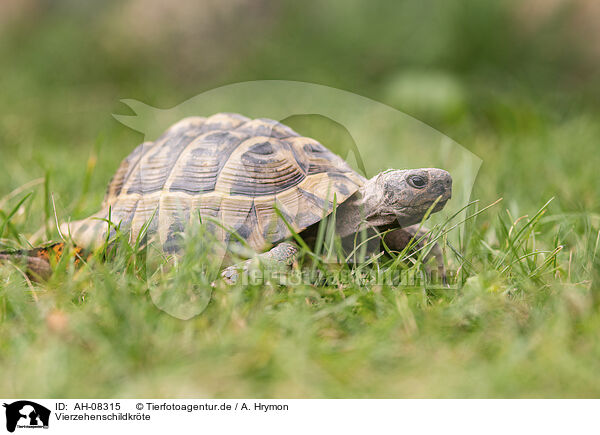 Vierzehenschildkrte / Russian tortoise / AH-08315