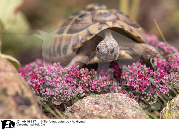 Vierzehenschildkrte / Russian tortoise / AH-08317