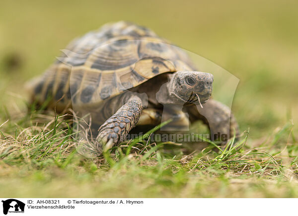 Vierzehenschildkrte / Russian tortoise / AH-08321