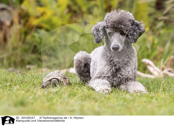 Kleinpudel und Vierzehenschildkrte / Standard poodle and Russian tortoise / AH-08327