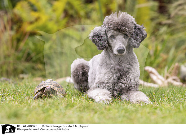 Kleinpudel und Vierzehenschildkrte / Standard poodle and Russian tortoise / AH-08328