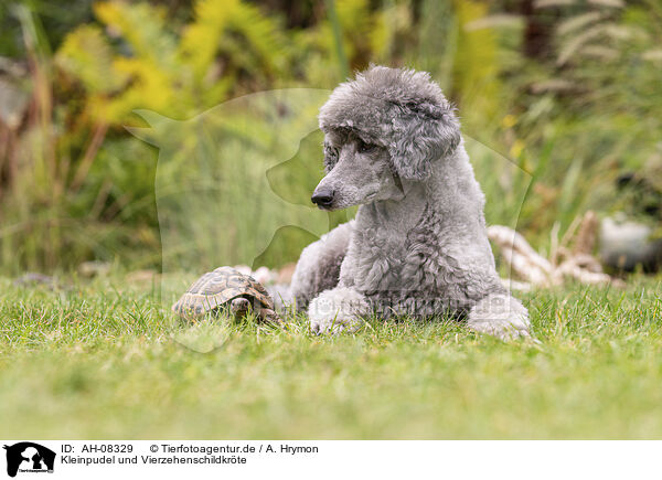 Kleinpudel und Vierzehenschildkrte / Standard poodle and Russian tortoise / AH-08329