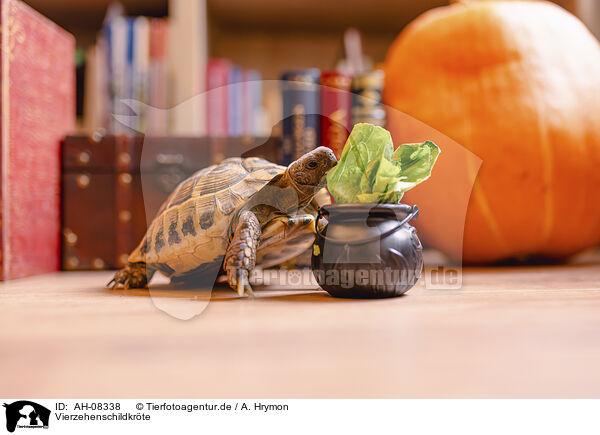 Vierzehenschildkrte / Russian tortoise / AH-08338