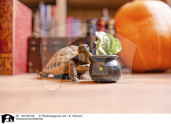 Vierzehenschildkrte / Russian tortoise / AH-08339