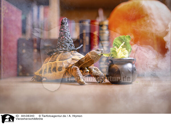 Vierzehenschildkrte / Russian tortoise / AH-08340