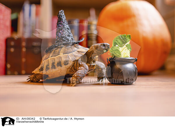 Vierzehenschildkrte / Russian tortoise / AH-08342