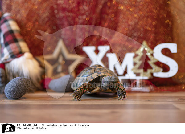 Vierzehenschildkrte / Russian tortoise / AH-08344