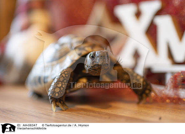 Vierzehenschildkrte / Russian tortoise / AH-08347