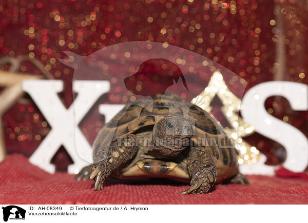 Vierzehenschildkrte / Russian tortoise / AH-08349