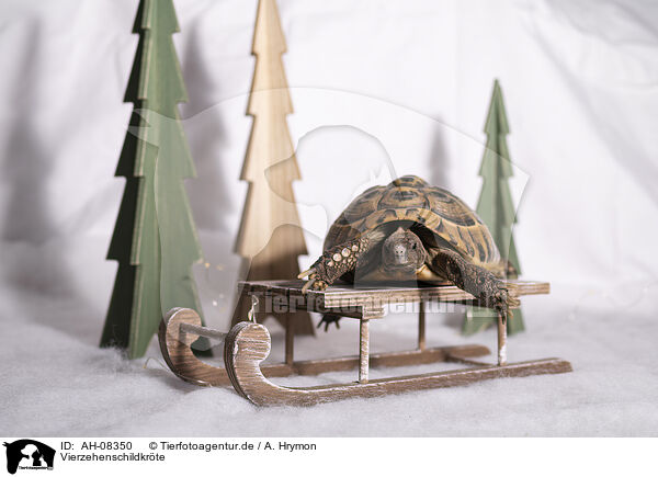 Vierzehenschildkrte / Russian tortoise / AH-08350