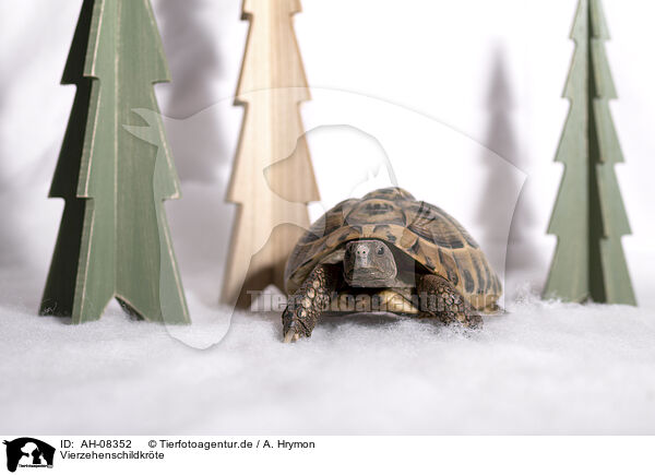 Vierzehenschildkrte / Russian tortoise / AH-08352