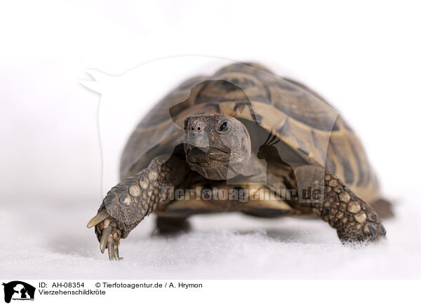 Vierzehenschildkrte / Russian tortoise / AH-08354