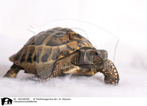 Vierzehenschildkrte / Russian tortoise / AH-08355