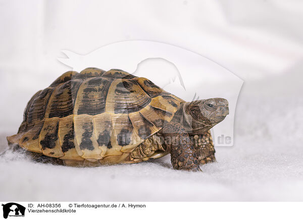 Vierzehenschildkrte / Russian tortoise / AH-08356